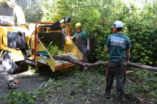 tree services Cañon City